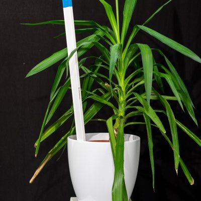 Joseph Rudolf - Mixed Media